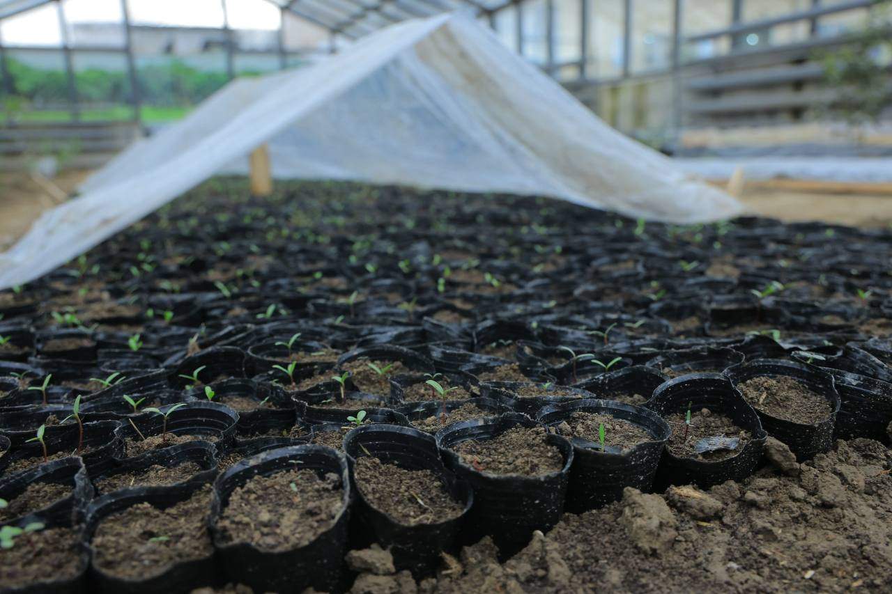 Namangan davlat universiteti rektori Abdug‘affor Qirg‘izboyev Biotexnologiya fakulteti tasarrufidagi issiqxona faoliyati bilan yaqindan tanishdi. 3